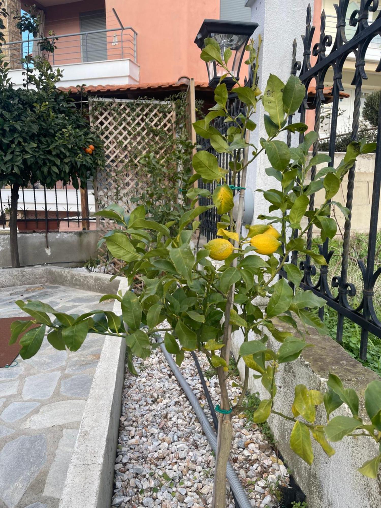 Nikiti Palataki别墅 外观 照片