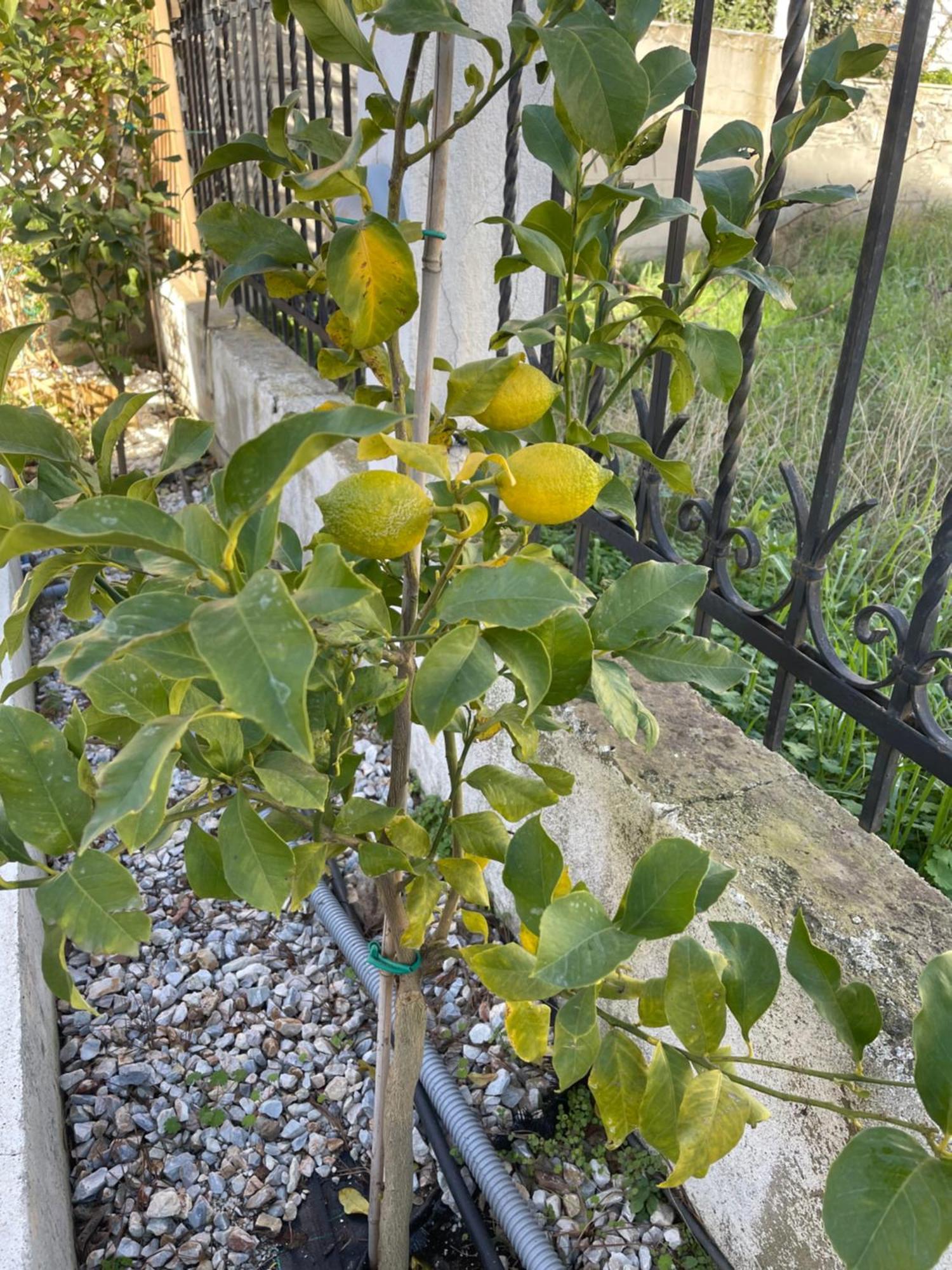 Nikiti Palataki别墅 外观 照片